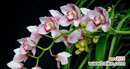 揭示兰花花语的象征与寓意 兰花花语