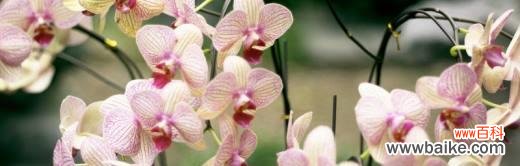 寓意深远的以兰花 以兰花的花语及其意义