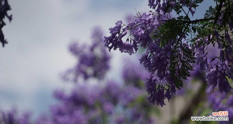 解读蓝花楹的花语 以蓝花楹花语是什么意思