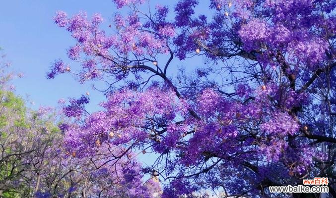 解读蓝花楹的花语 以蓝花楹花语是什么意思