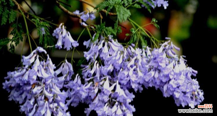 解读蓝花楹的花语 以蓝花楹花语是什么意思