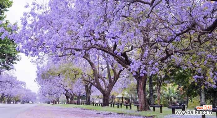 揭开蓝花楹背后的花语之谜 以蓝花楹的花语——梦幻与神秘
