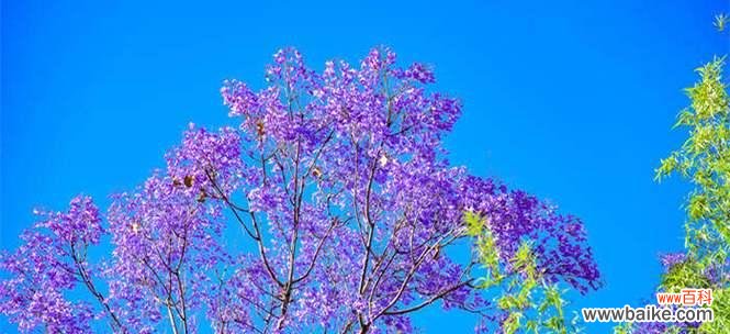 揭开蓝花楹背后的花语之谜 以蓝花楹的花语——梦幻与神秘