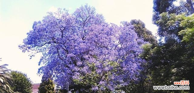 揭开蓝花楹背后的花语之谜 以蓝花楹的花语——梦幻与神秘