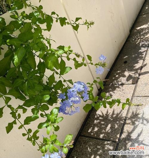 探寻蓝花丹的神秘内涵与美丽传说 蓝花丹的花语及其象征意义