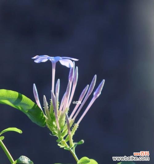 探寻蓝花丹的神秘内涵与美丽传说 蓝花丹的花语及其象征意义