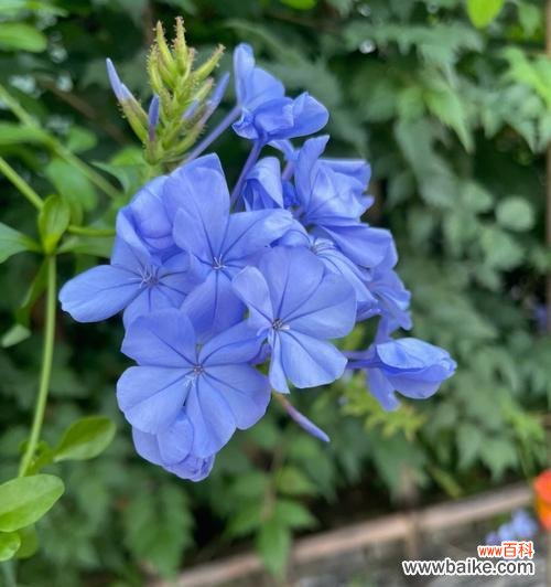 探寻蓝花丹的神秘内涵与美丽传说 蓝花丹的花语及其象征意义