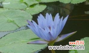 揭示蓝莲花的花语 蓝莲花的花语及其象征意义