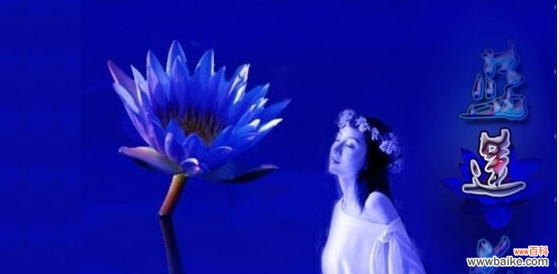 揭示蓝莲花的花语 蓝莲花的花语及其象征意义