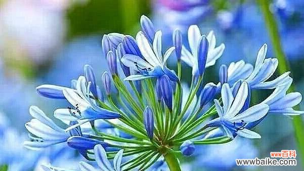 揭示蓝莲花的花语 蓝莲花的花语及其象征意义