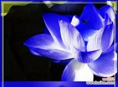 探寻蓝莲花的深层寓意和启示 蓝莲花的象征意义及其与人生的关联