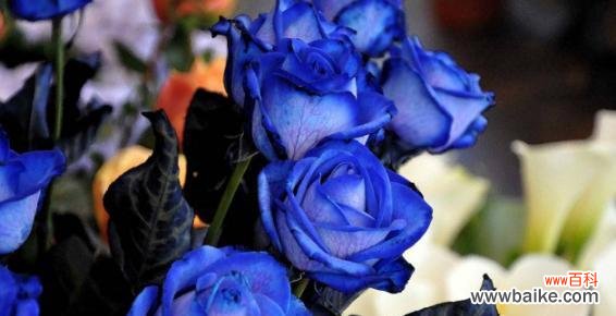 探寻蓝玫瑰的花语与意义 蓝玫瑰的花语