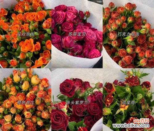 探寻昙花的象征意义与生命哲学 昙花