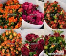 蓝铃花的花语与美好愿望 蓝铃花的花语之寄托与希望