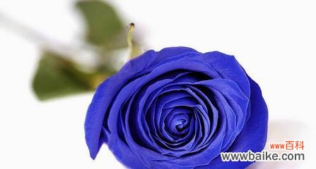 蓝色花朵中的神秘与浪漫 以蓝玫瑰的含义是什么