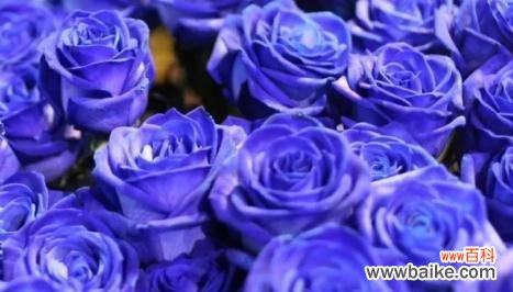 以蓝玫瑰花语传递无尽的温柔和希望 探寻蓝玫瑰的神秘花语