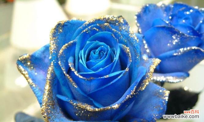 揭秘蓝玫瑰花的隐含信息 以蓝玫瑰花代表的情感与含义