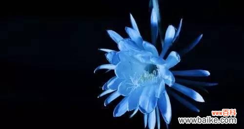 蓝色彼岸花 以蓝色彼岸花花语探索内心深处的思考