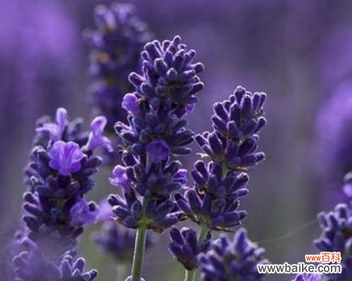 传递宁静和平和的力量 熏衣草花语与寓意