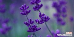 传递宁静和平和的力量 熏衣草花语与寓意