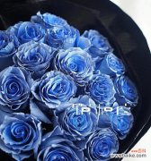 探寻蓝色玫瑰的神秘魅力 蓝色玫瑰花的象征意义