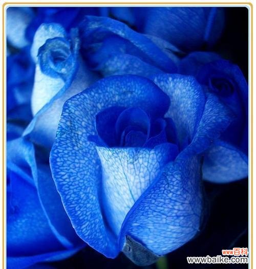 探寻蓝色马蹄莲的内涵和象征意义 蓝色马蹄莲的花语