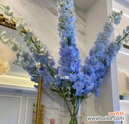 探寻蓝色马蹄莲的内涵和象征意义 蓝色马蹄莲的花语