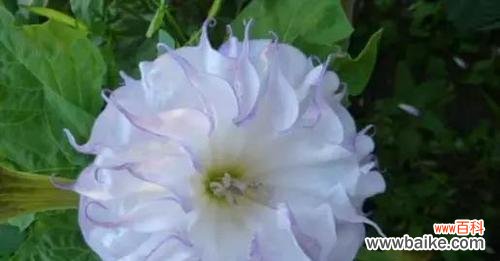 探索曼陀罗花的花语和象征意义 蓝色曼陀罗花语