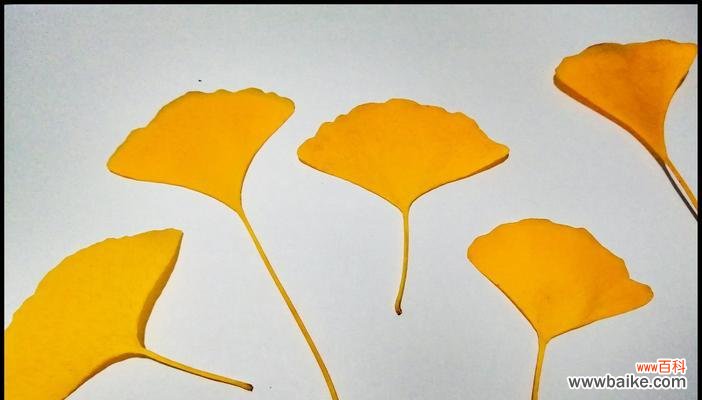 探寻银杏叶的寓意和象征意义 银杏叶的象征意义