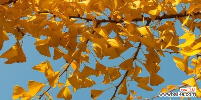 探寻银杏叶的寓意和象征意义 银杏叶的象征意义