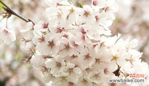 探究樱花背后的深层含义 樱花的象征意义及文化传承