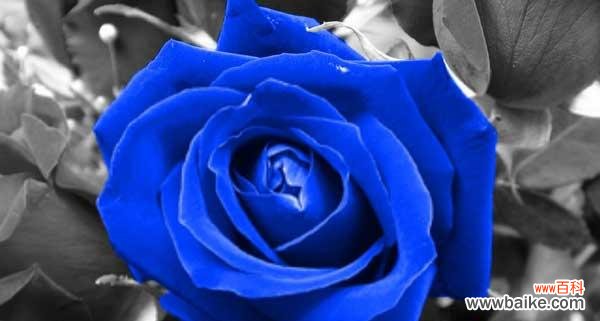 探索蓝色玫瑰背后的意义与象征 蓝色玫瑰的花语与寓意
