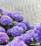 探索蓝色绣球花的象征与寓意 蓝色绣球花的花语与意义