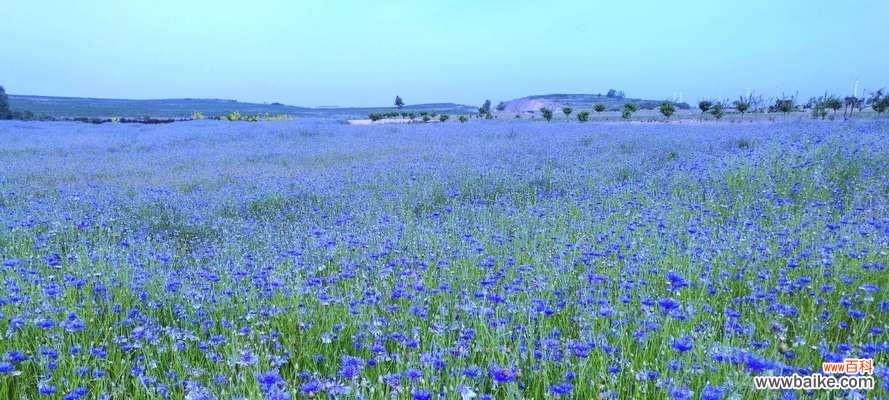 探究蓝色矢车菊的象征与传承 蓝色矢车菊的花语与意义