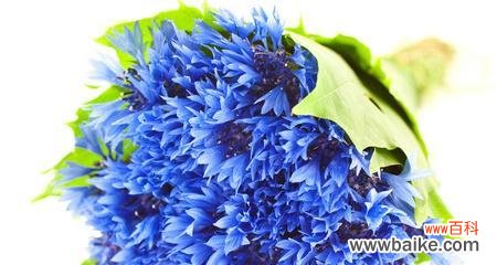 探究蓝色矢车菊的象征与传承 蓝色矢车菊的花语与意义