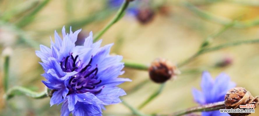 探寻蓝色矢车菊花语的深意 蓝色矢车菊的花语与意义