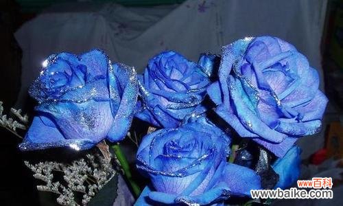 以蓝色妖姬揭示的人类情感与欲望 蓝色妖姬