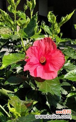 揭秘爱情花园中的花卉奇趣 爱情花园