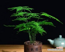 揭秘爱情花园中的花卉奇趣 爱情花园