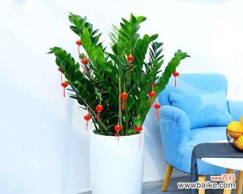 用盆栽打造幸福氛围 寓意吉祥的室内盆栽之福气盆栽