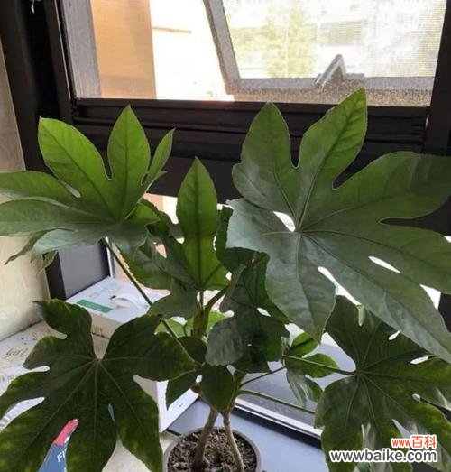 用盆栽打造幸福氛围 寓意吉祥的室内盆栽之福气盆栽