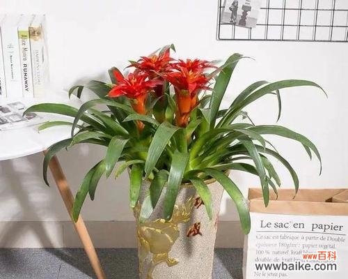 用盆栽打造幸福氛围 寓意吉祥的室内盆栽之福气盆栽