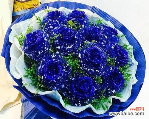 探索蓝色妖姬的神秘花语世界 蓝色妖姬的花语之美