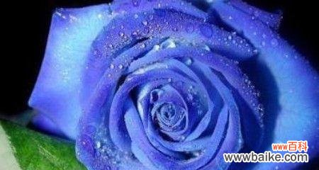 一缕灵魂在蔚蓝世界的旅程 探寻蓝色妖姬的深层含义