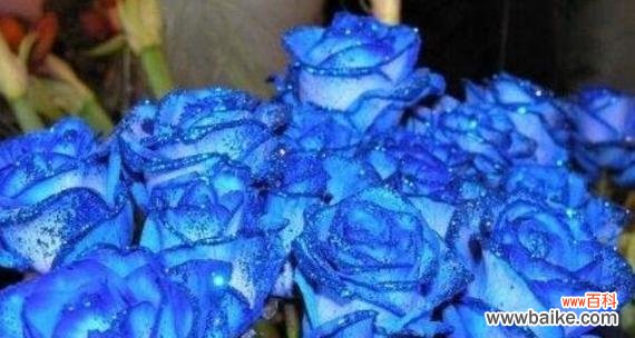 蓝色妖姬花语的美与意义 蓝色妖姬花语大全——揭示花海中的神秘诗意