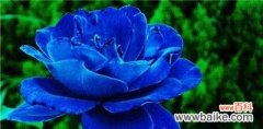 解读蓝色妖姬花的象征意义 以蓝色妖姬花寓意是什么