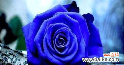 探寻蓝色妖姬花的妩媚与神秘 蓝色妖姬花语揭示的爱情真谛