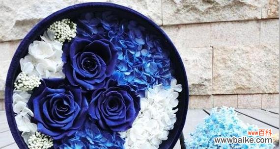 探寻蓝色妖姬花的妩媚与神秘 蓝色妖姬花语揭示的爱情真谛