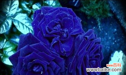 探索蓝色妖姬花语的深意与传说 蓝色妖姬花语的美丽与神秘