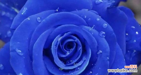 揭秘蓝色妖姬的花语之谜 蓝色妖姬花语解读-美丽与神秘并存